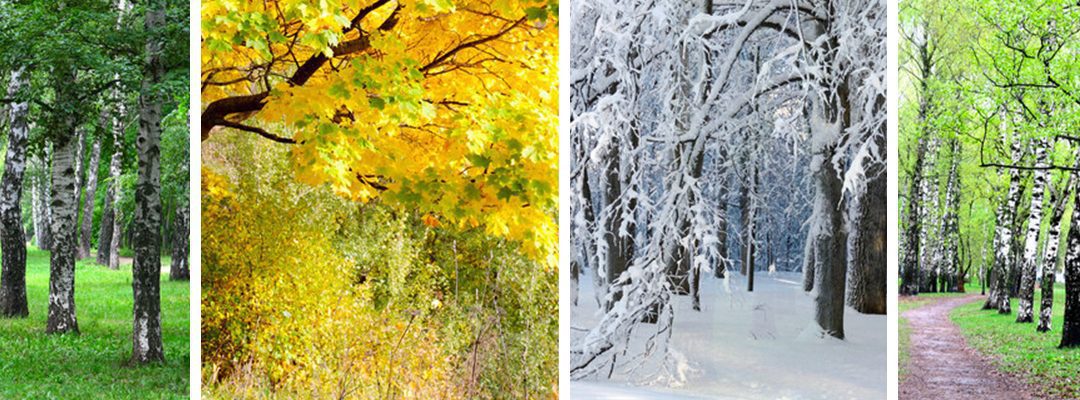 Seasonal Differences